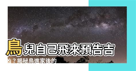 鳥自己飛來|【小鳥跑進家裡】小鳥闖進家裡，是什麼吉兆還是凶兆？教你看懂。